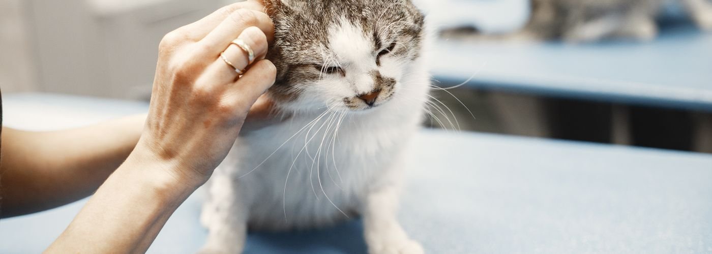 Kucing dirawat dokter hewan